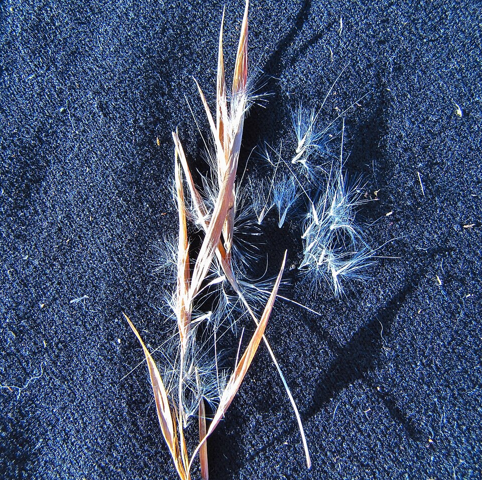 Broomsedge (Andropogon virginicus) showing tawny-gold clumps with fluffy white seed heads in autumn meadow