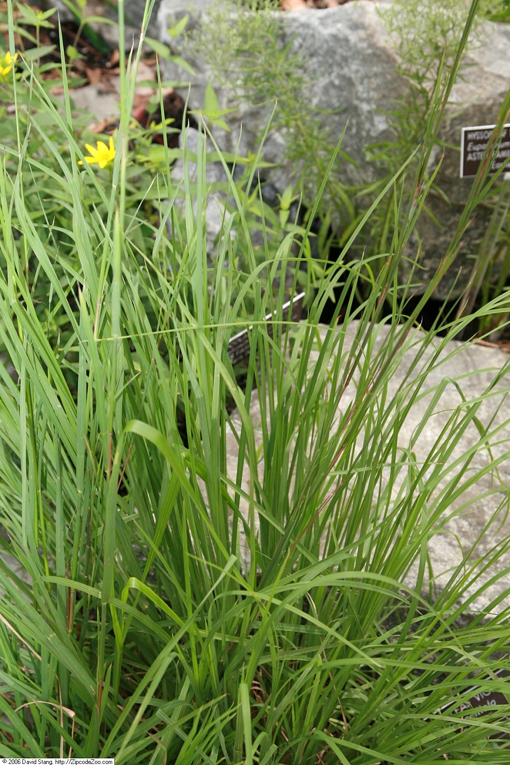 Broom Sedge (Andropogon virginicus) showing characteristic clumping habit with tawny seed heads in autumn