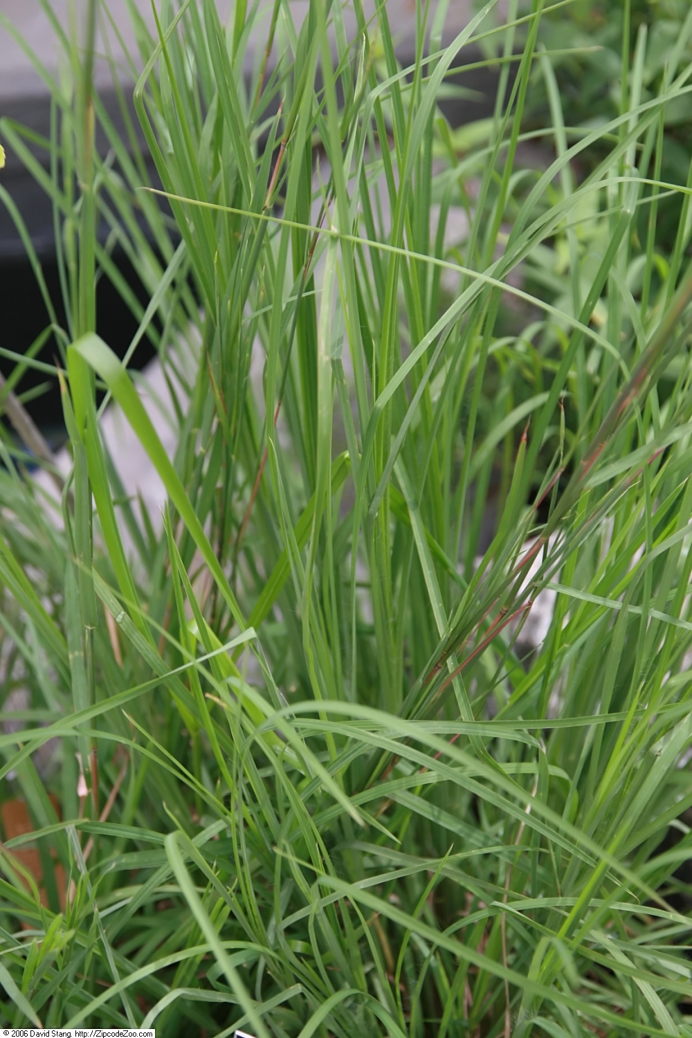Broom Sedge (Andropogon virginicus) seed heads showing characteristic silky white plumes within boat-shaped bracts