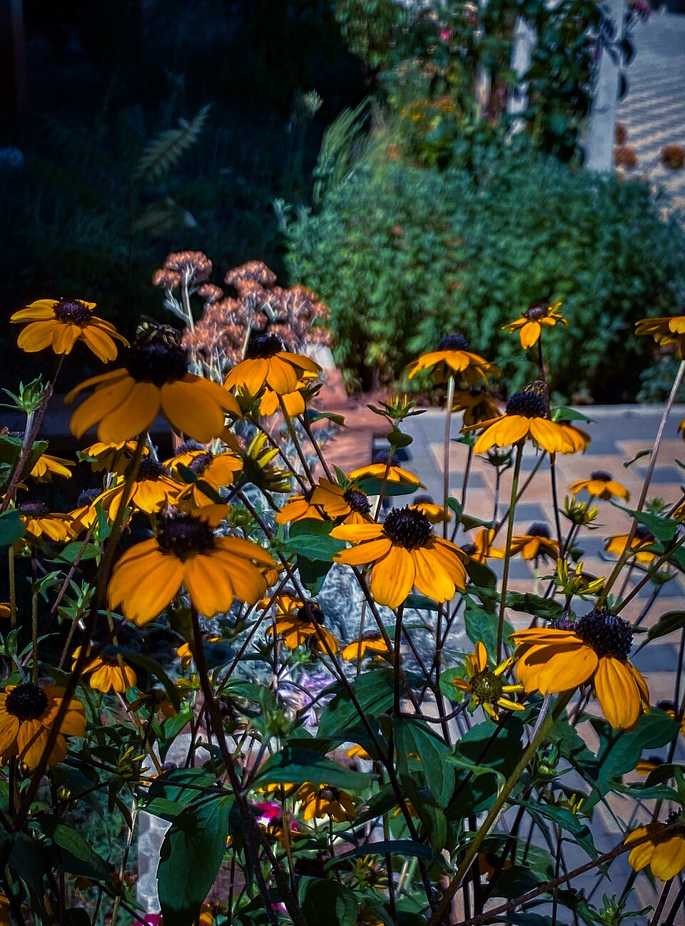 Brown-eyed Susan (Rudbeckia triloba) producing hundreds of small deep gold daisy-like flowers on branching stems