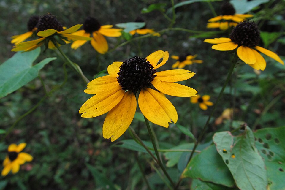 Brown-eyed Susan (Rudbeckia triloba) plant showing characteristic branching habit and small golden flowers with dark centers