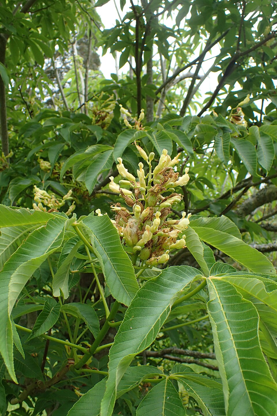 Yellow Buckeye (Aesculus flava) - PlantNative.org Yellow Buckeye (Aesculus flava) spring flowers and young leaves