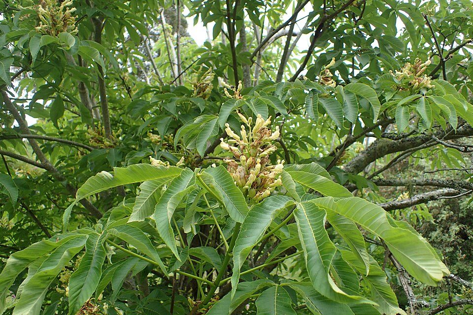 Yellow Buckeye (Aesculus flava) - PlantNative.org Yellow Buckeye (Aesculus flava) leaves and flower buds