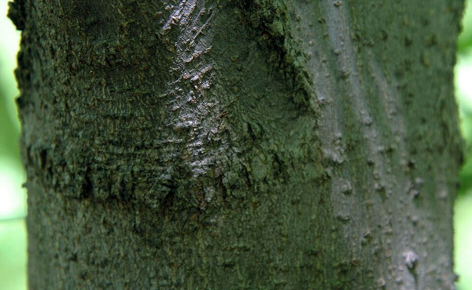 Yellow Buckeye (Aesculus flava) - PlantNative.org Yellow Buckeye (Aesculus flava) mature tree in landscape