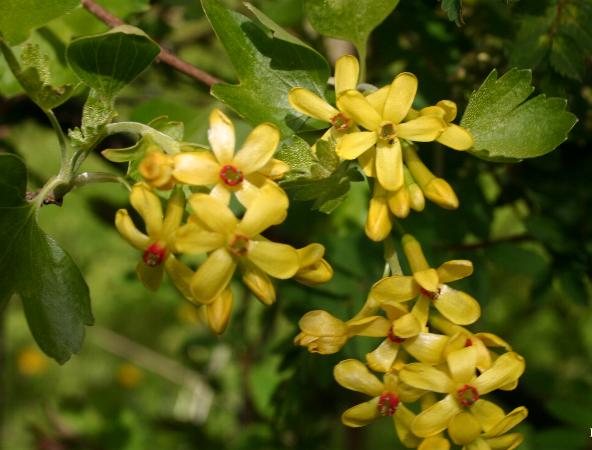 Buffalo Currant (Ribes odoratum) showing bright yellow flowers with intense clove fragrance in spring