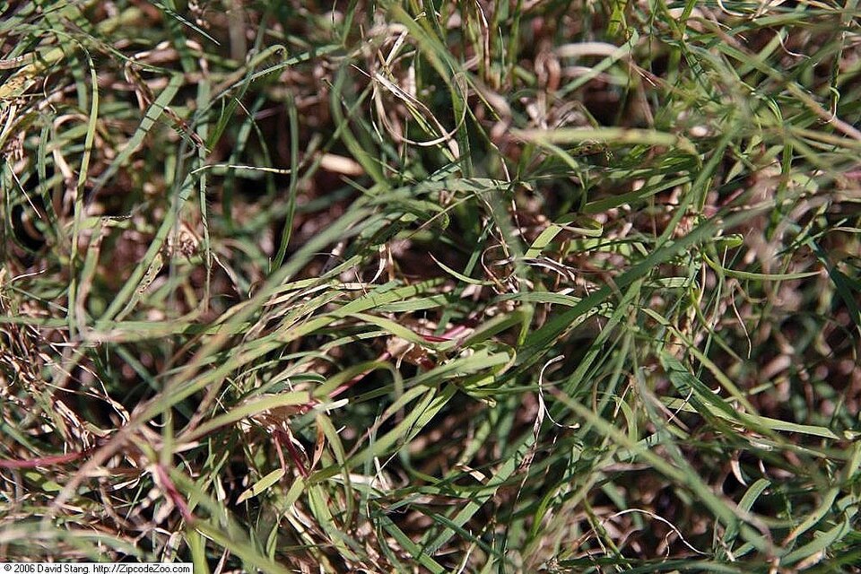 Buffalograss (Bouteloua dactyloides) close-up showing fine-textured blue-green leaves