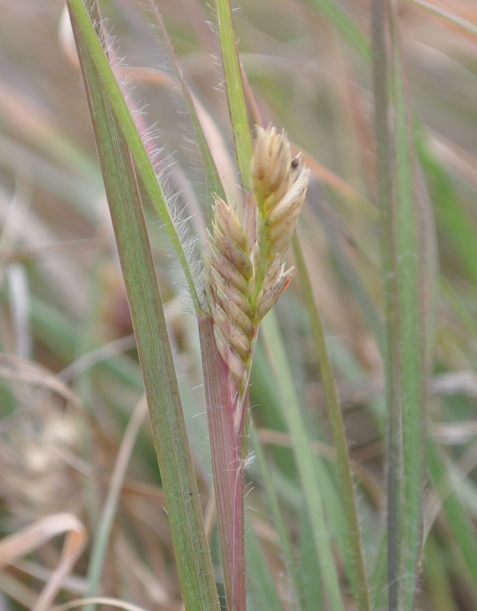 Buffalograss (Bouteloua dactyloides) in a native prairie with Blue Grama grass