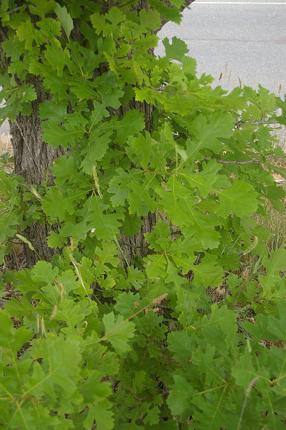Bur Oak (Quercus macrocarpa) foliage showing characteristic deeply lobed leaves