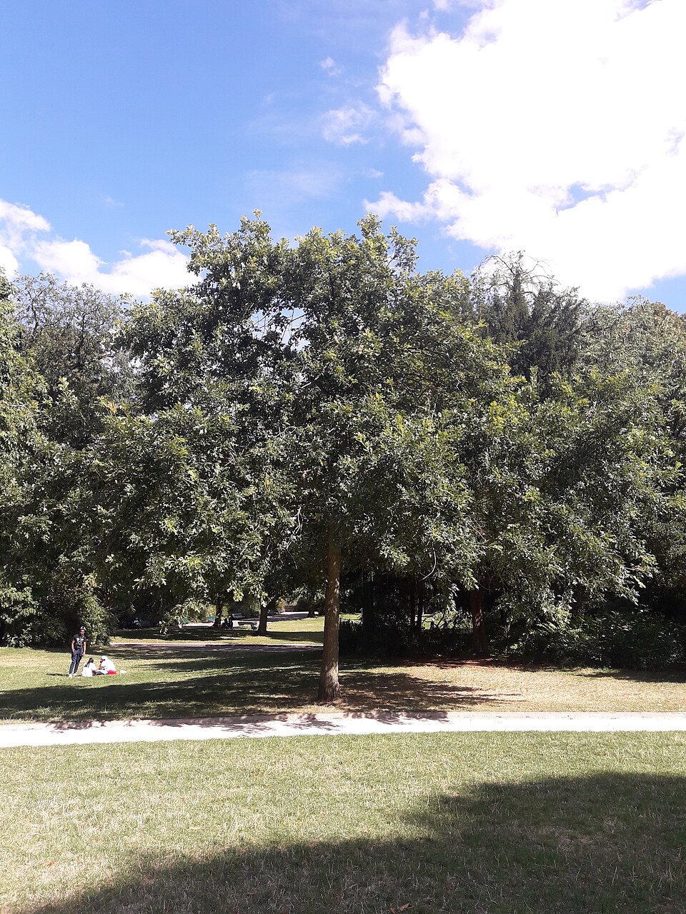 Bur Oak (Quercus macrocarpa) trunk showing characteristic deeply furrowed bark