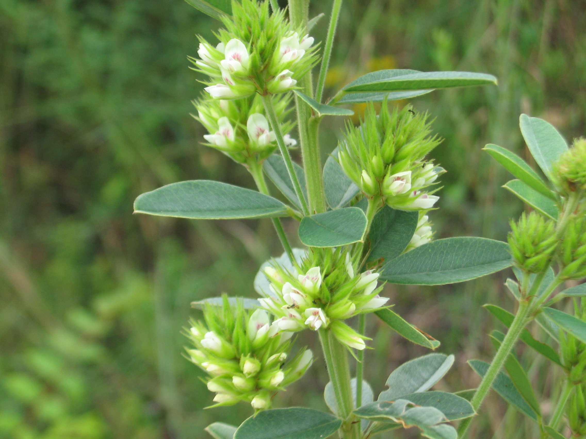 Round-Headed Bush Clover (Lespedeza capitata) - PlantNative.org Round-Headed Bush Clover (Lespedeza capitata) showing mature bronze-brown seed heads that persist through winter