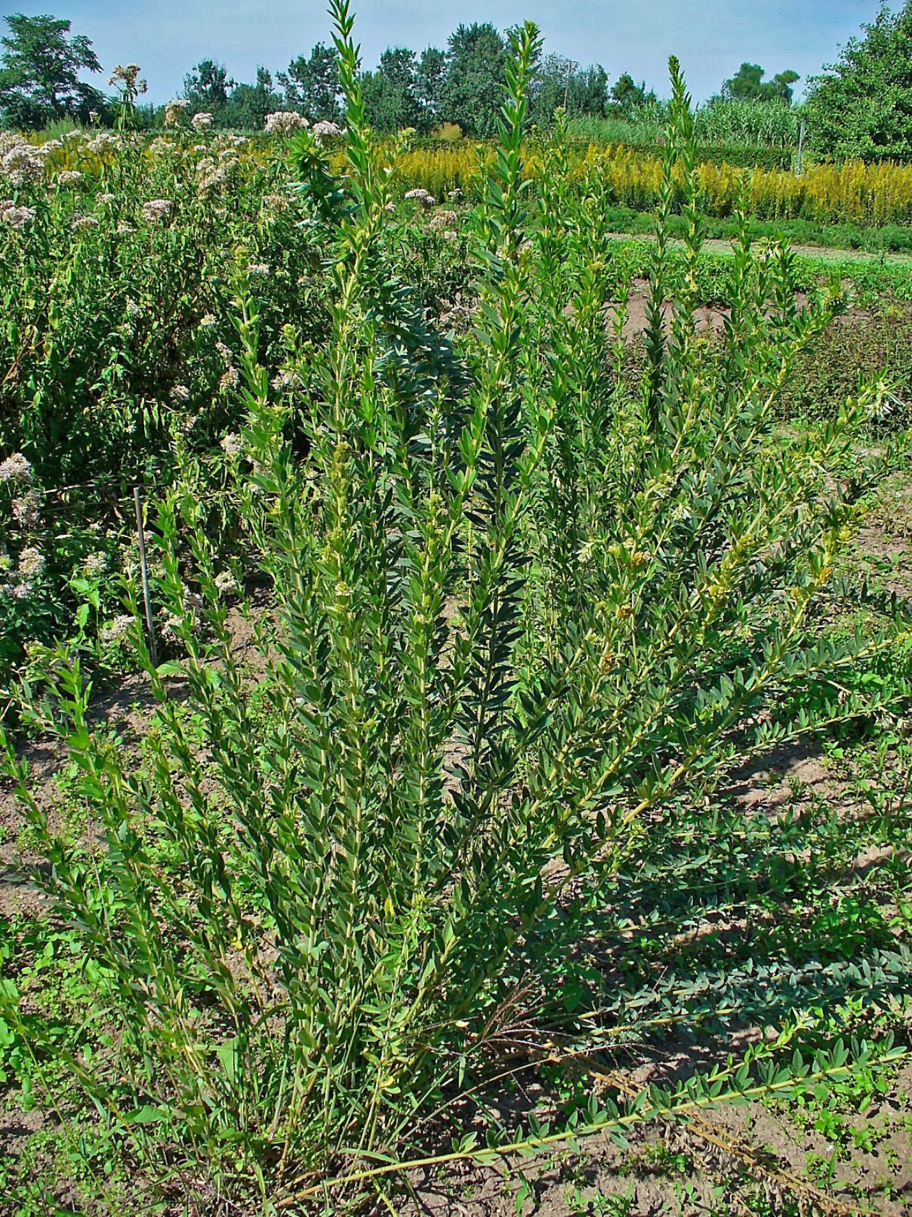 Round-Headed Bush Clover (Lespedeza capitata) - PlantNative.org Round-Headed Bush Clover (Lespedeza capitata) showing stiff upright stems with clustered white flower heads