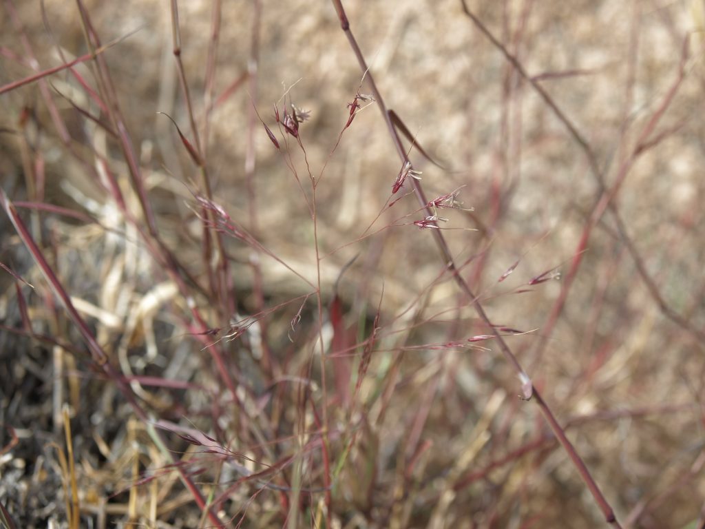 Bush-muhly: Native Grass Growing Guide