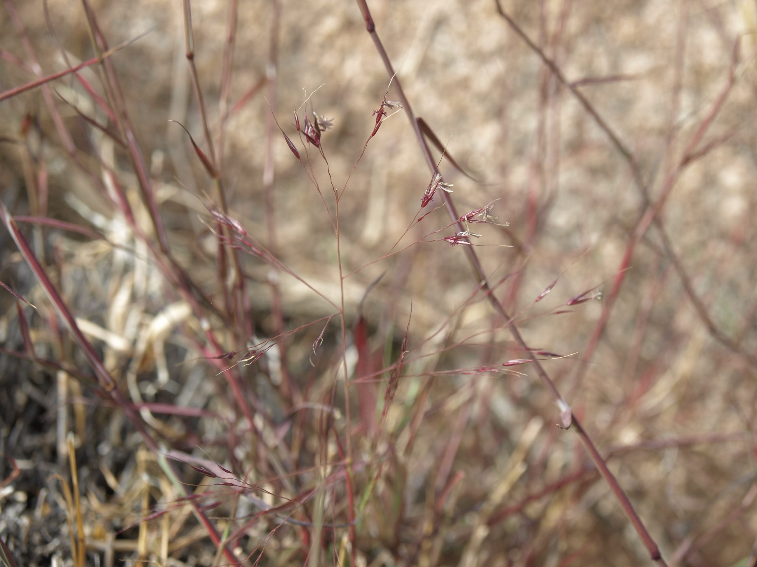 Bush-muhly (Muhlenbergia porteri)