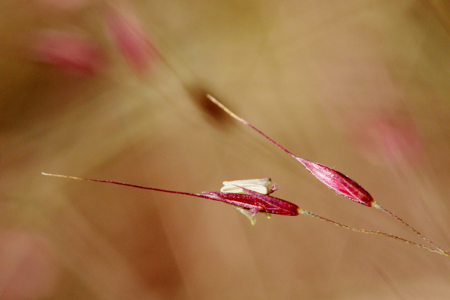 Bush-muhly (Muhlenbergia porteri) clump growing among desert shrubs at Aguirre Spring, Organ Mountains, New Mexico