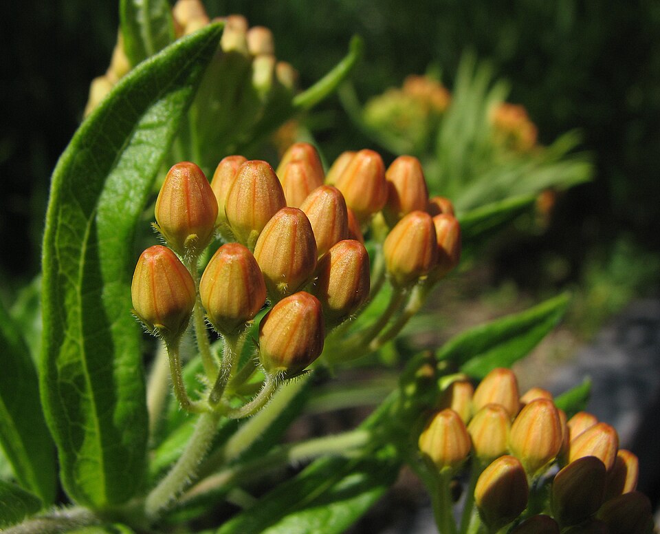 Butterfly Weed (Asclepias tuberosa) flower buds closeup