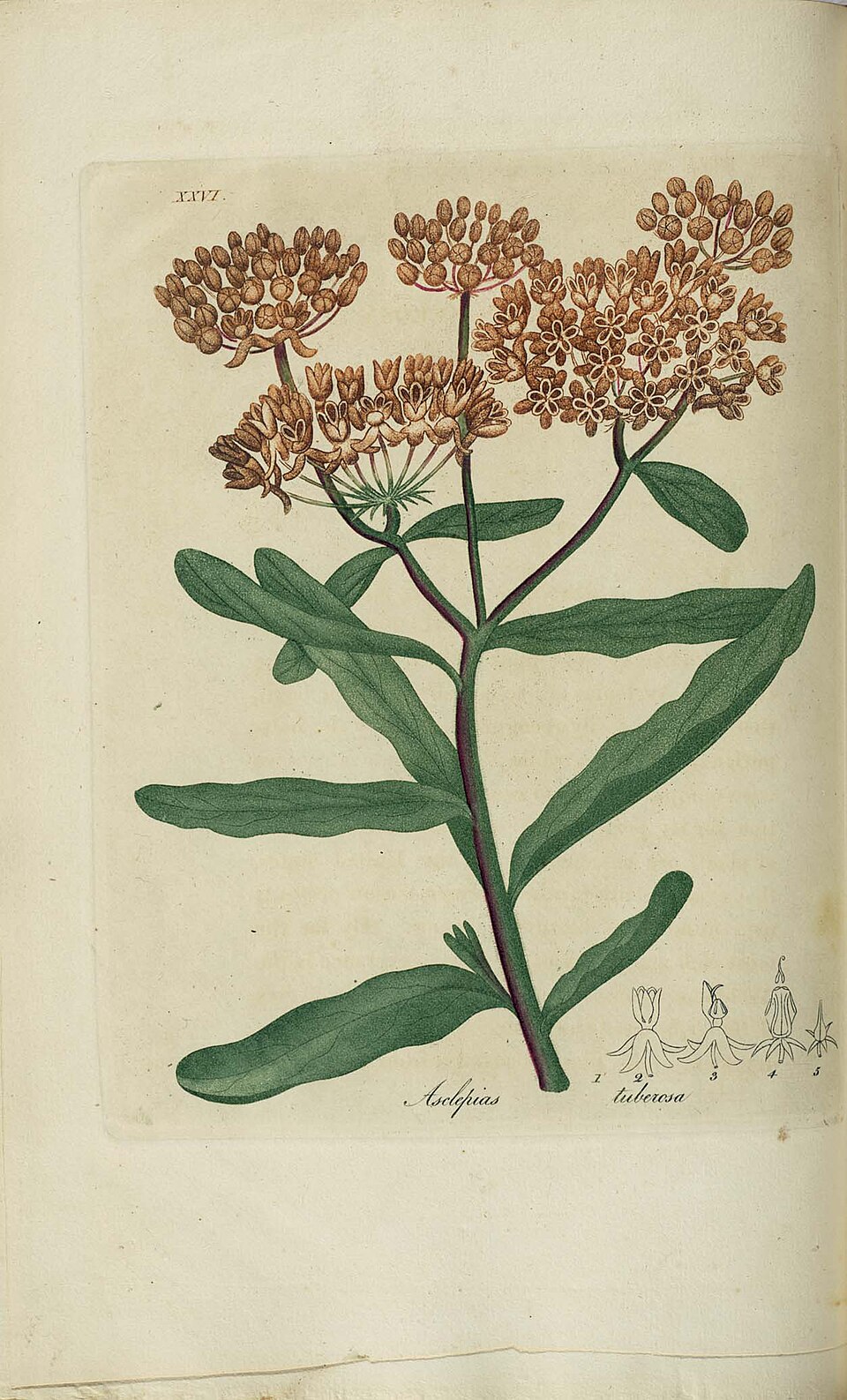 Butterfly Weed (Asclepias tuberosa) attracting butterflies