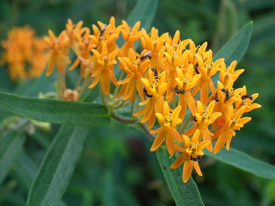 Butterfly Weed (Asclepias tuberosa) brilliant orange flowers