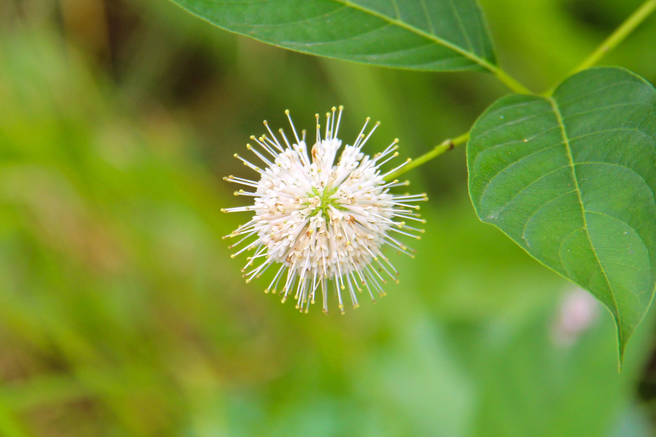 Buttonbush (Cephalanthus occidentalis)