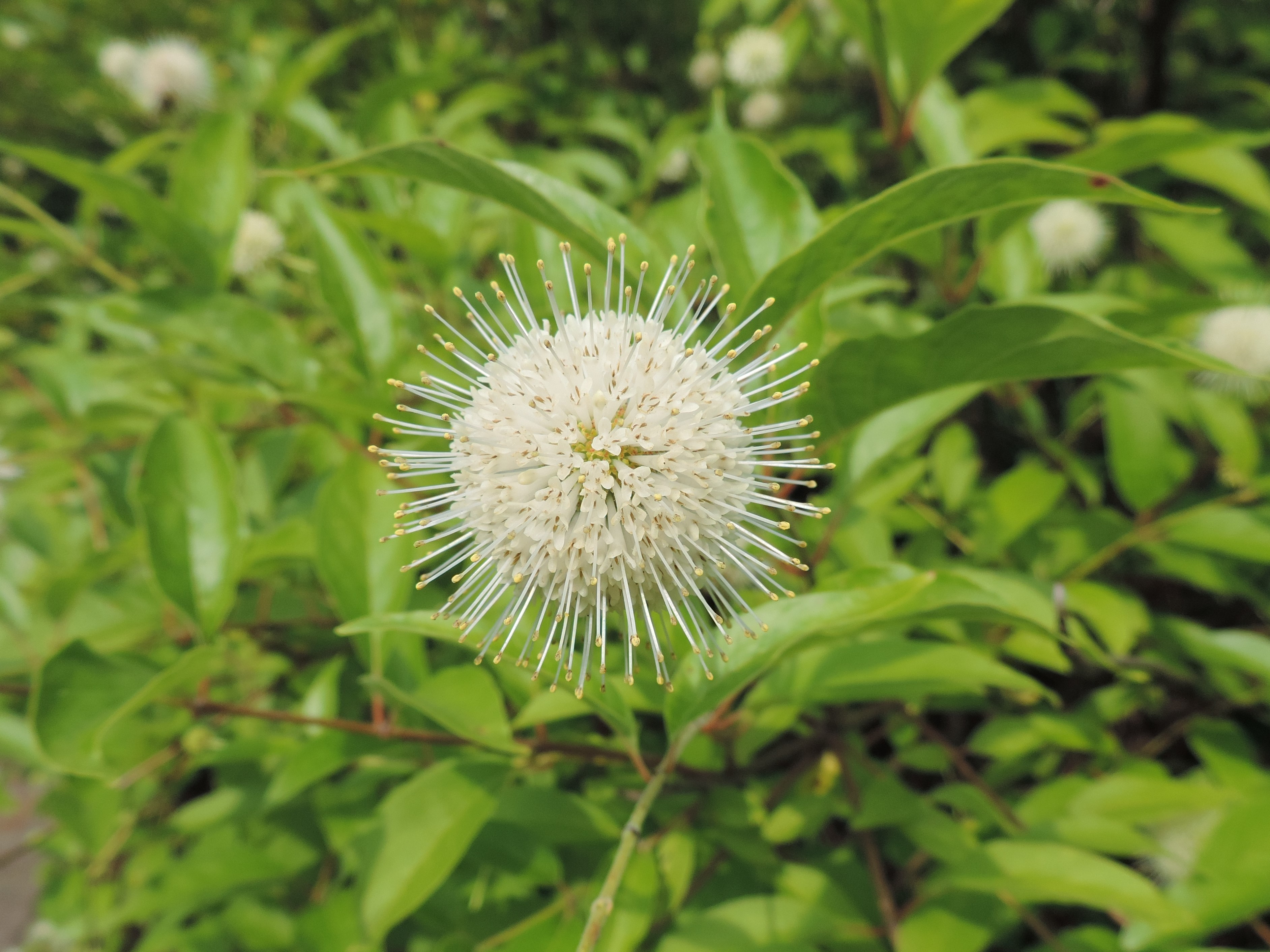 Buttonbush (Cephalanthus occidentalis) full shrub showing multi-stemmed form and abundant flower clusters along a wetland margin