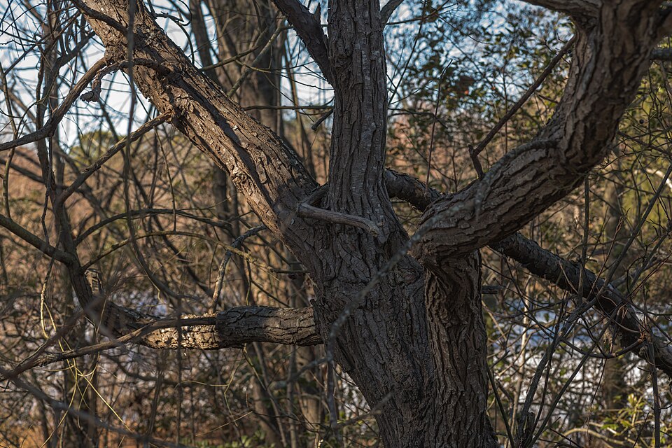 Black Willow (Salix nigra) branches with long narrow leaves showing typical willow form in a riparian area