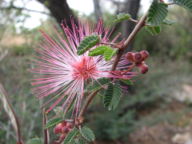 Fairy Duster (Calliandra eriophylla) showing its fluffy pink powder-puff flowers
