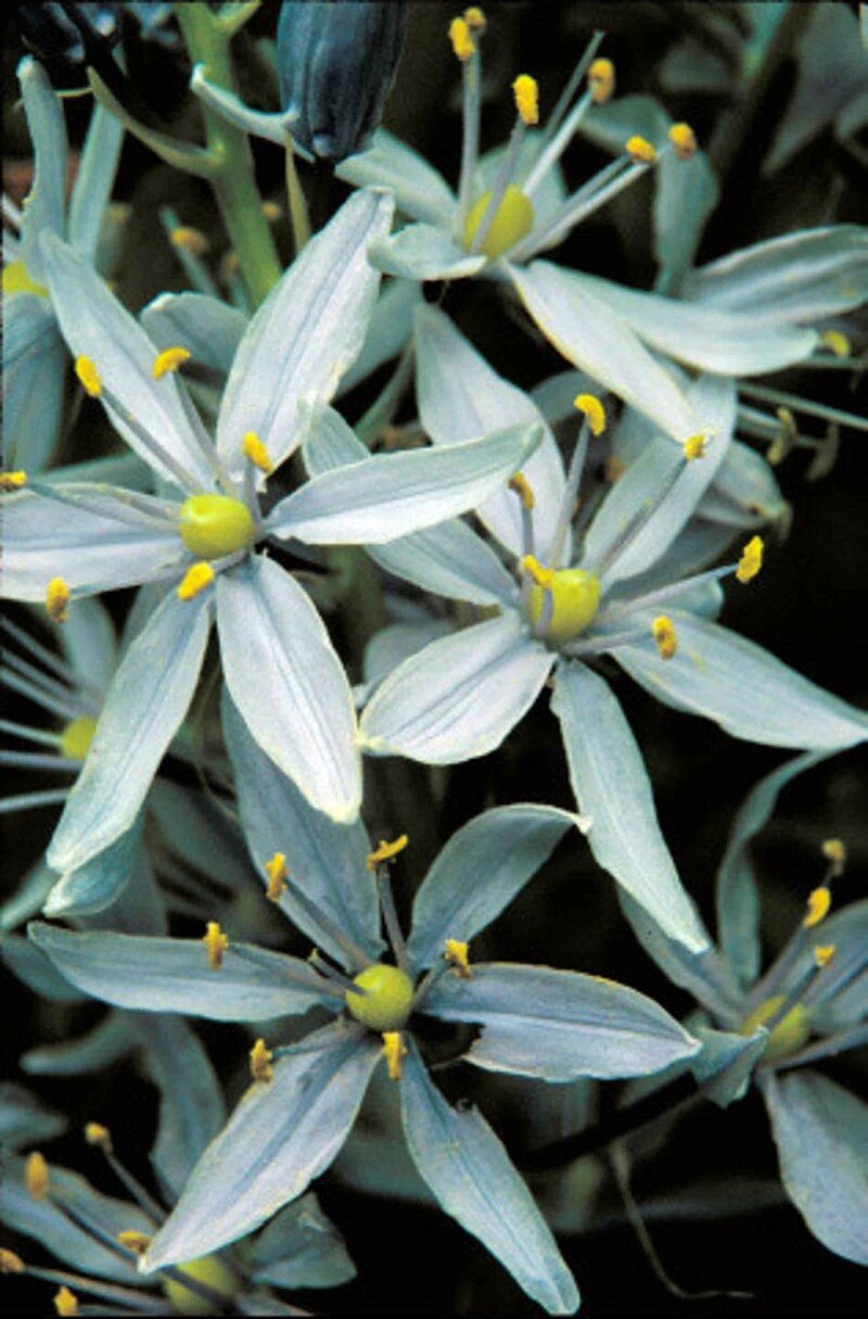 Wild Hyacinth (Camassia scilloides) - PlantNative.org Wild Hyacinth (Camassia scilloides) showing spikes of light blue flowers rising above grass-like foliage