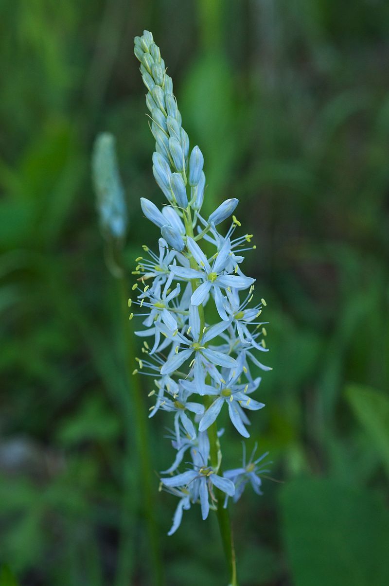 Wild Hyacinth (Camassia scilloides) - PlantNative.org Wild Hyacinth (Camassia scilloides) growing in its natural Ozarks habitat