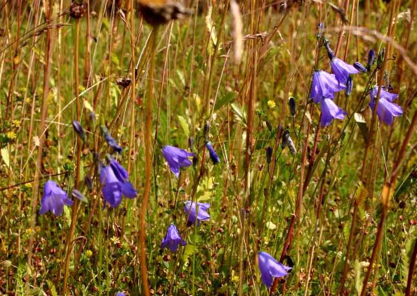 Harebell (Campanula rotundifolia) showing delicate nodding blue-violet bell-shaped flowers on slender stems
