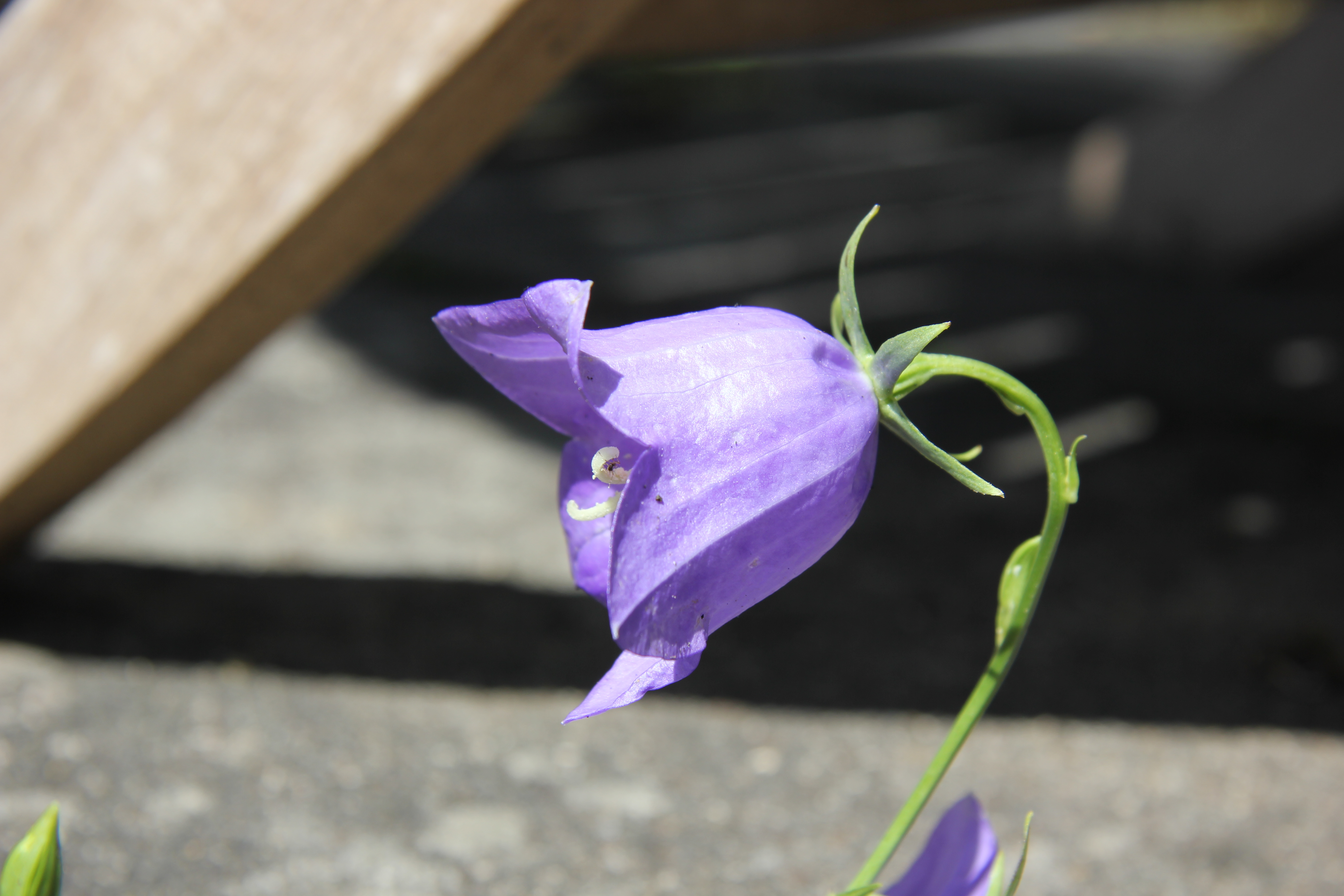 Harebell (Campanula rotundifolia) close-up of nodding bell-shaped blue-violet flowers