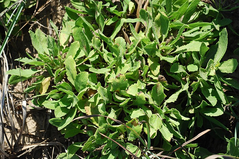 Camphorweed (Heterotheca subaxillaris) - PlantNative.org Camphorweed (Heterotheca subaxillaris) plant with yellow daisy-like flowers