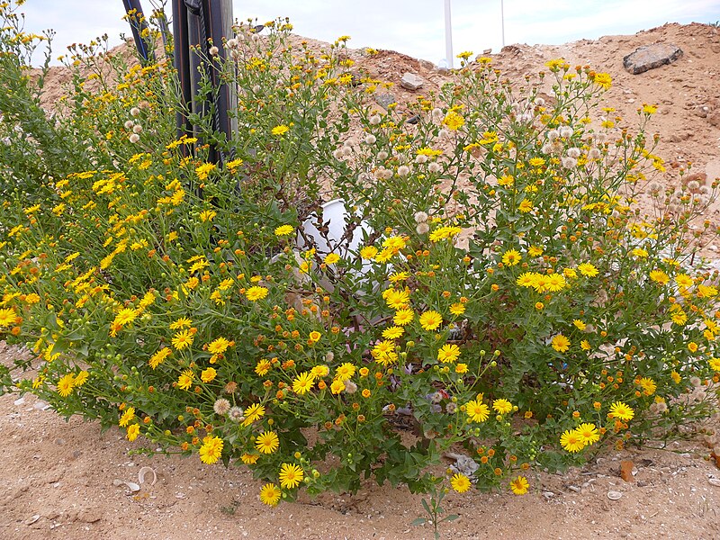 Camphorweed (Heterotheca subaxillaris) - PlantNative.org Camphorweed (Heterotheca subaxillaris) showing flower heads in detail