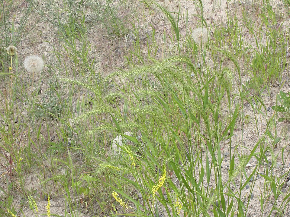 Canada Wild Rye (Elymus canadensis) - PlantNative.org Canada Wild Rye (Elymus canadensis)