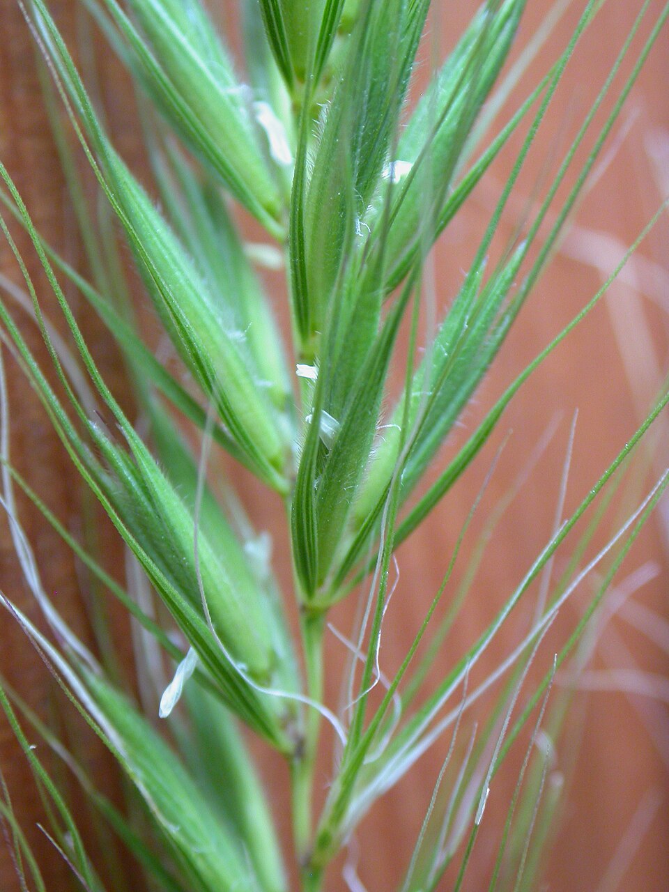 Canada Wild Rye (Elymus canadensis) - PlantNative.org Canada Wild Rye (Elymus canadensis) detail