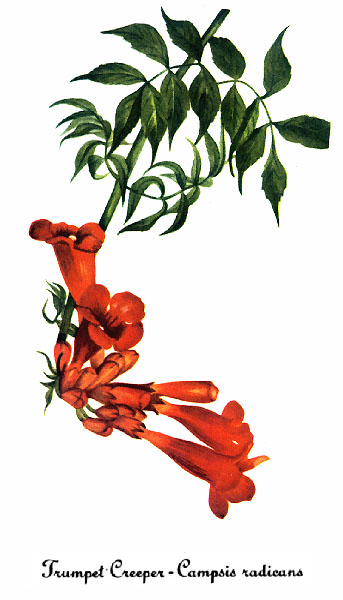 Trumpet Creeper (Campsis radicans) - PlantNative.org Trumpet Creeper (Campsis radicans) illustration by Mary Vaux Walcott showing orange trumpet flowers