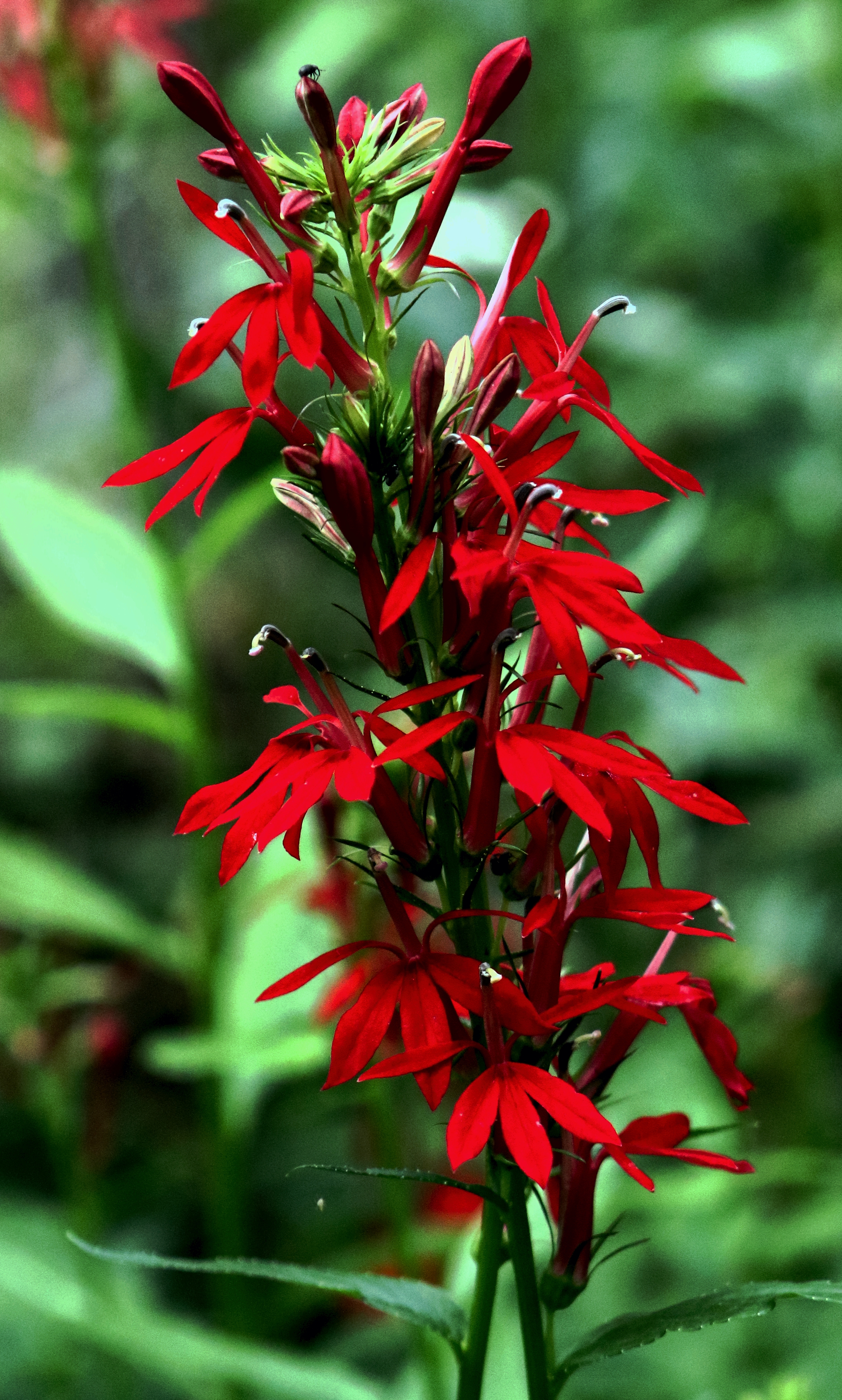 Cardinal Flower Lobelia cardinalis close-up showing the detailed structure of the scarlet red two-lipped tubular flowers