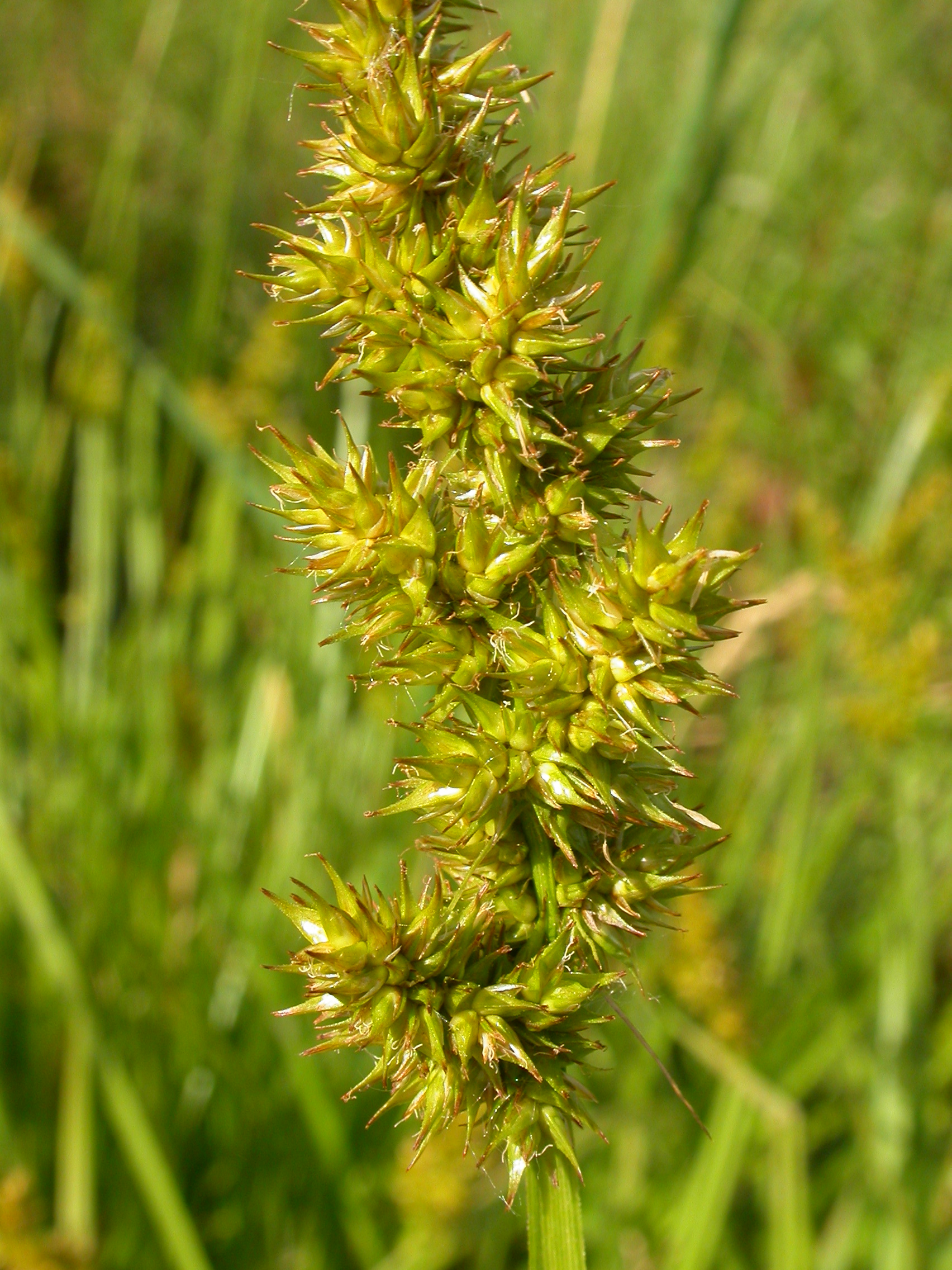 Awl-fruited Sedge (Carex stipata) - PlantNative.org Awl-fruited Sedge (Carex stipata) growing in natural wetland habitat showing characteristic clumping growth form