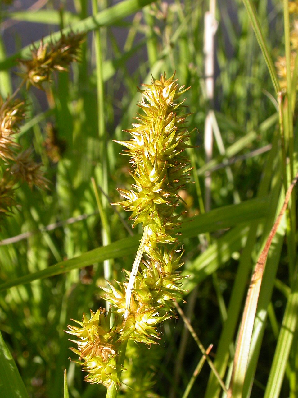 Awl-fruited Sedge (Carex stipata) - PlantNative.org Awl-fruited Sedge (Carex stipata) showing detailed view of the plant structure and habitat