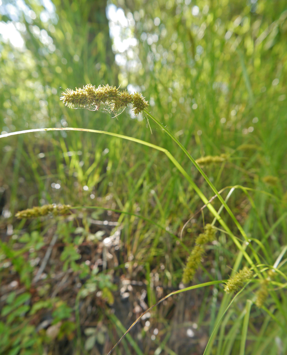 Awl-fruited Sedge (Carex stipata) - PlantNative.org Awl-fruited Sedge (Carex stipata) close-up showing detailed plant structure