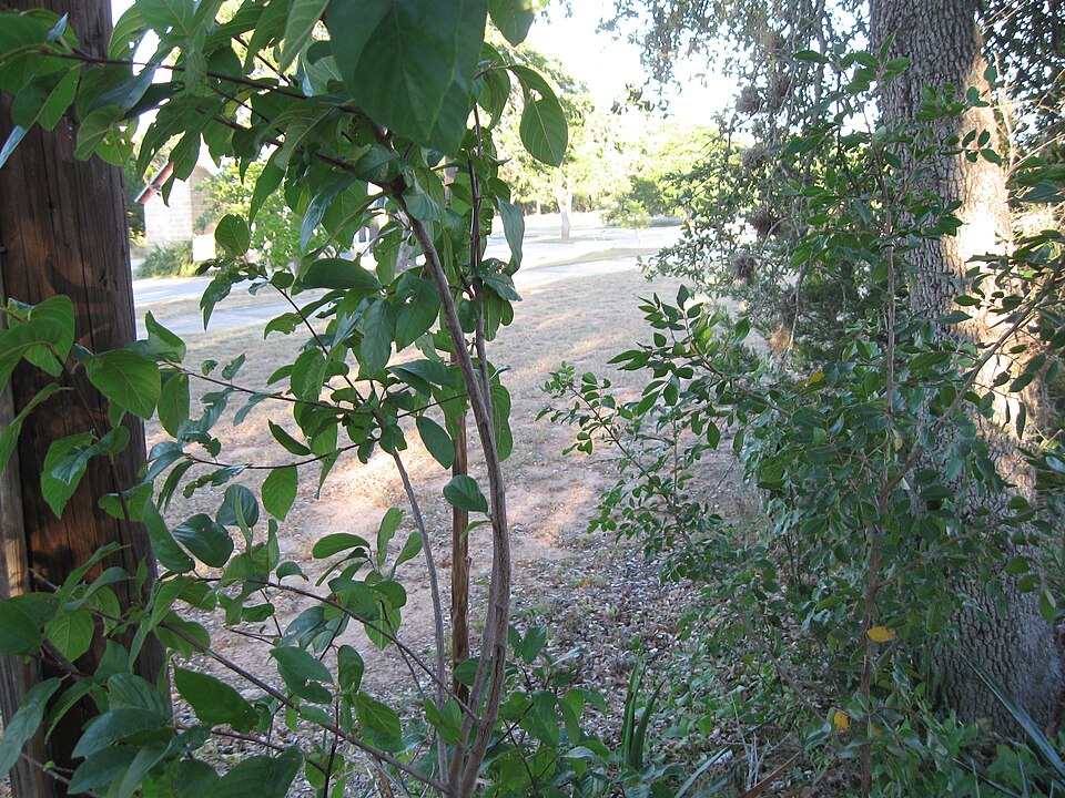 Carolina Buckthorn (Rhamnus caroliniana) in natural habitat showing its graceful multi-stem form