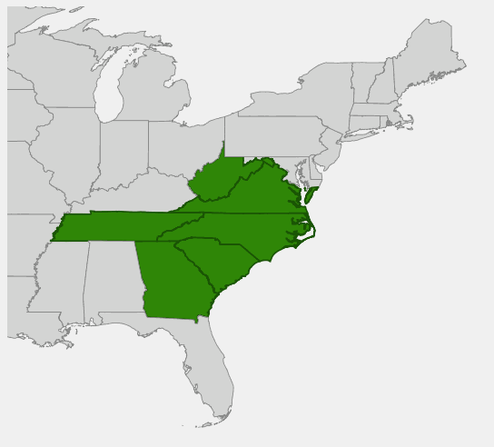 Carolina Hemlock (Tsuga caroliniana) showing distinctive flat needles and small pendant cones