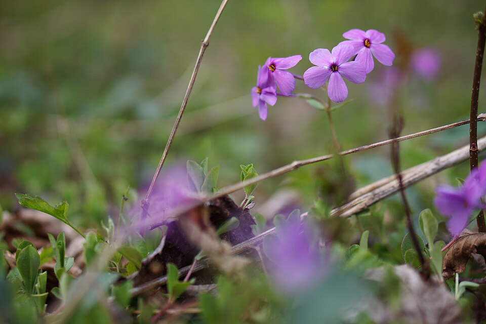 Carolina Phlox (Phlox carolina) displaying clusters of pink to purple flowers