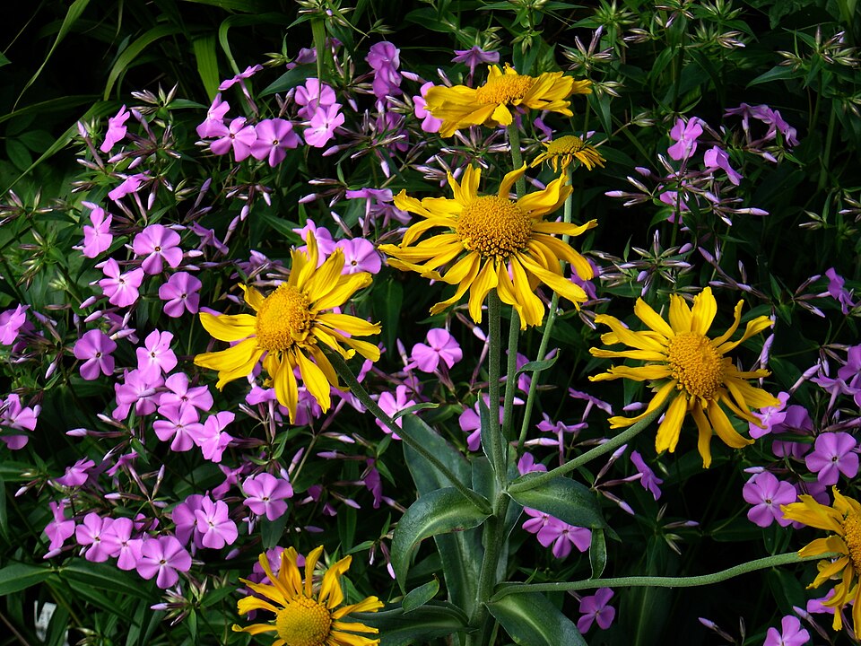Carolina Phlox (Phlox carolina) showing thick, lance-shaped leaves