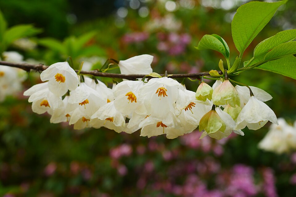 Carolina Silverbell (Halesia carolina) white bell-shaped flowers