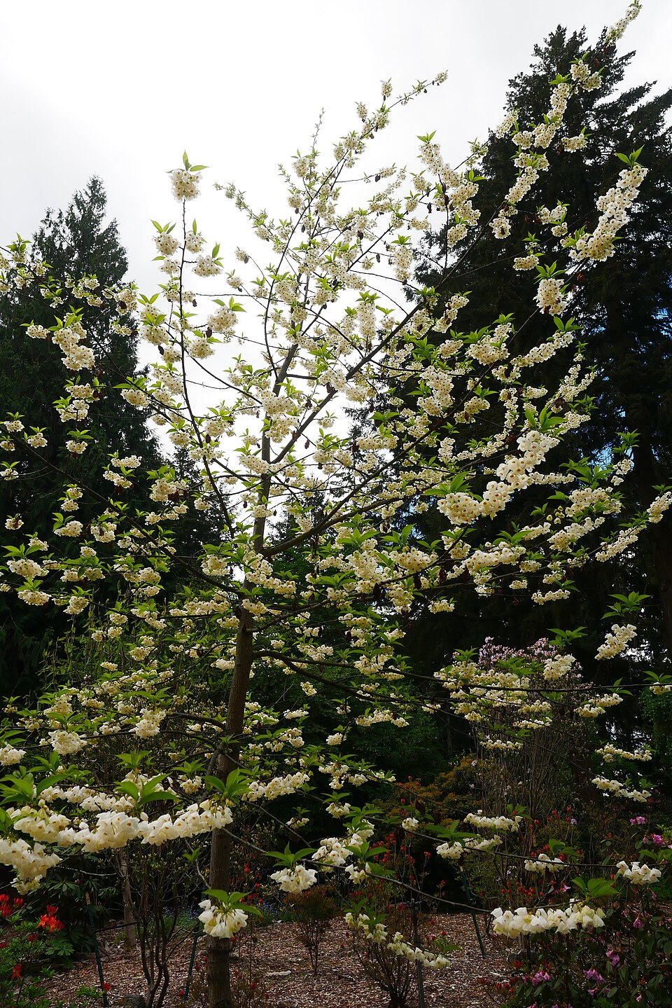 Carolina Silverbell (Halesia carolina) mature tree