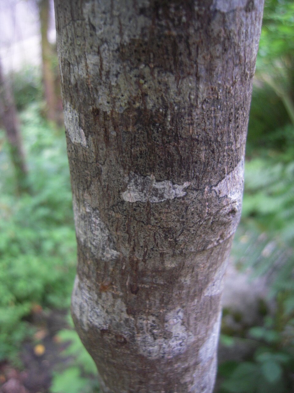 Cascara (Rhamnus purshiana) bark showing distinctive silver-gray color with lichen splotching