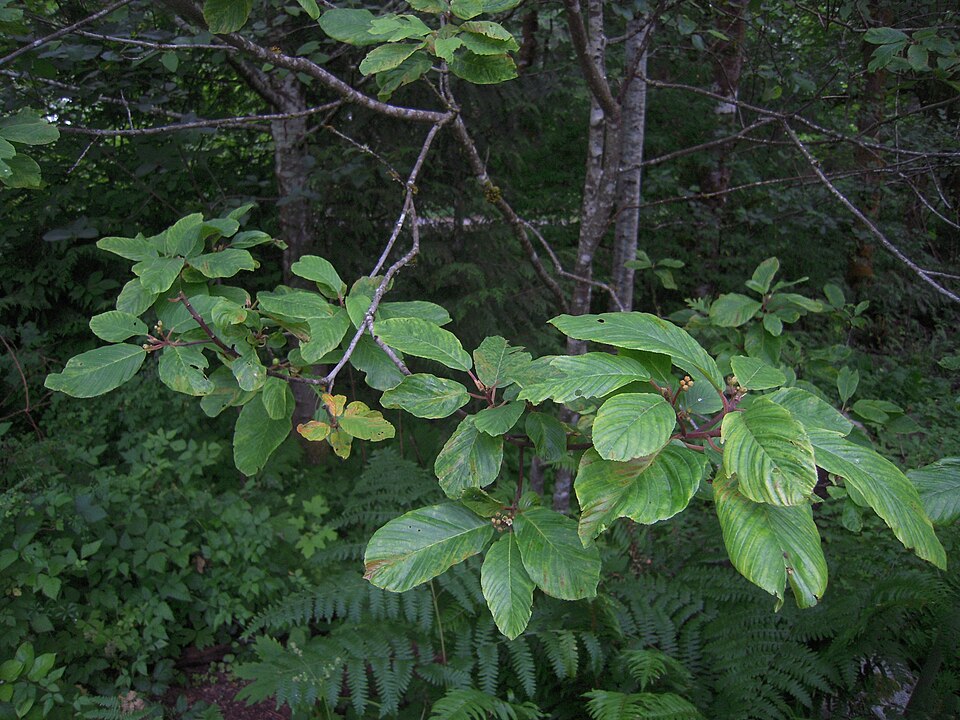 Cascara (Rhamnus purshiana) branch showing prominently veined alternate leaves, reddish twigs, and clusters of small greenish flowers