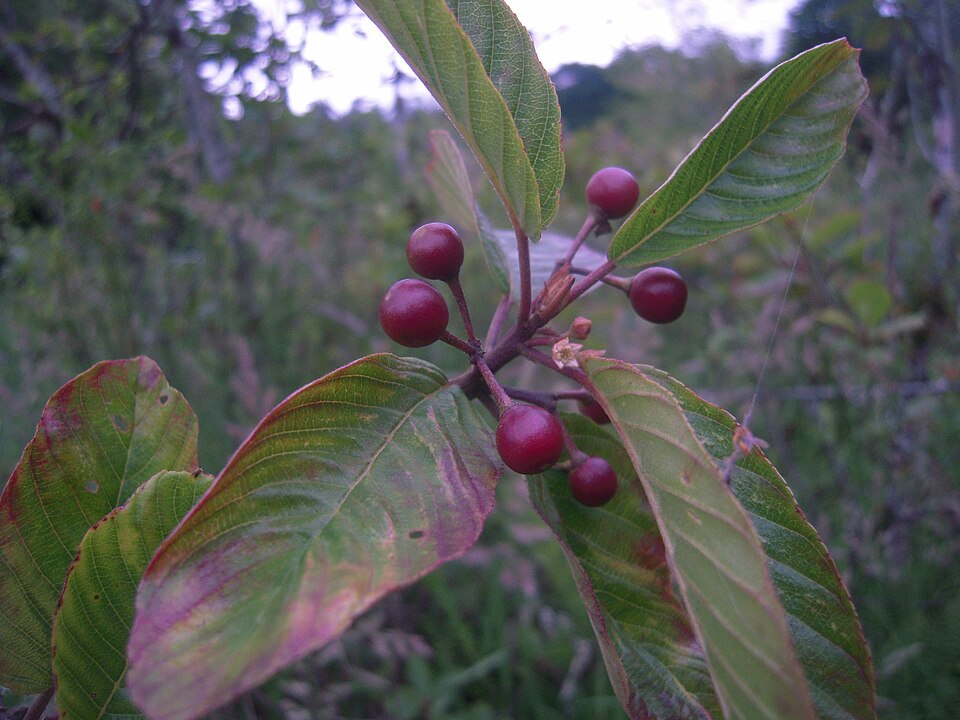 Cascara (Rhamnus purshiana) showing oval leaves with prominent parallel veins and clusters of dark purple-black berries