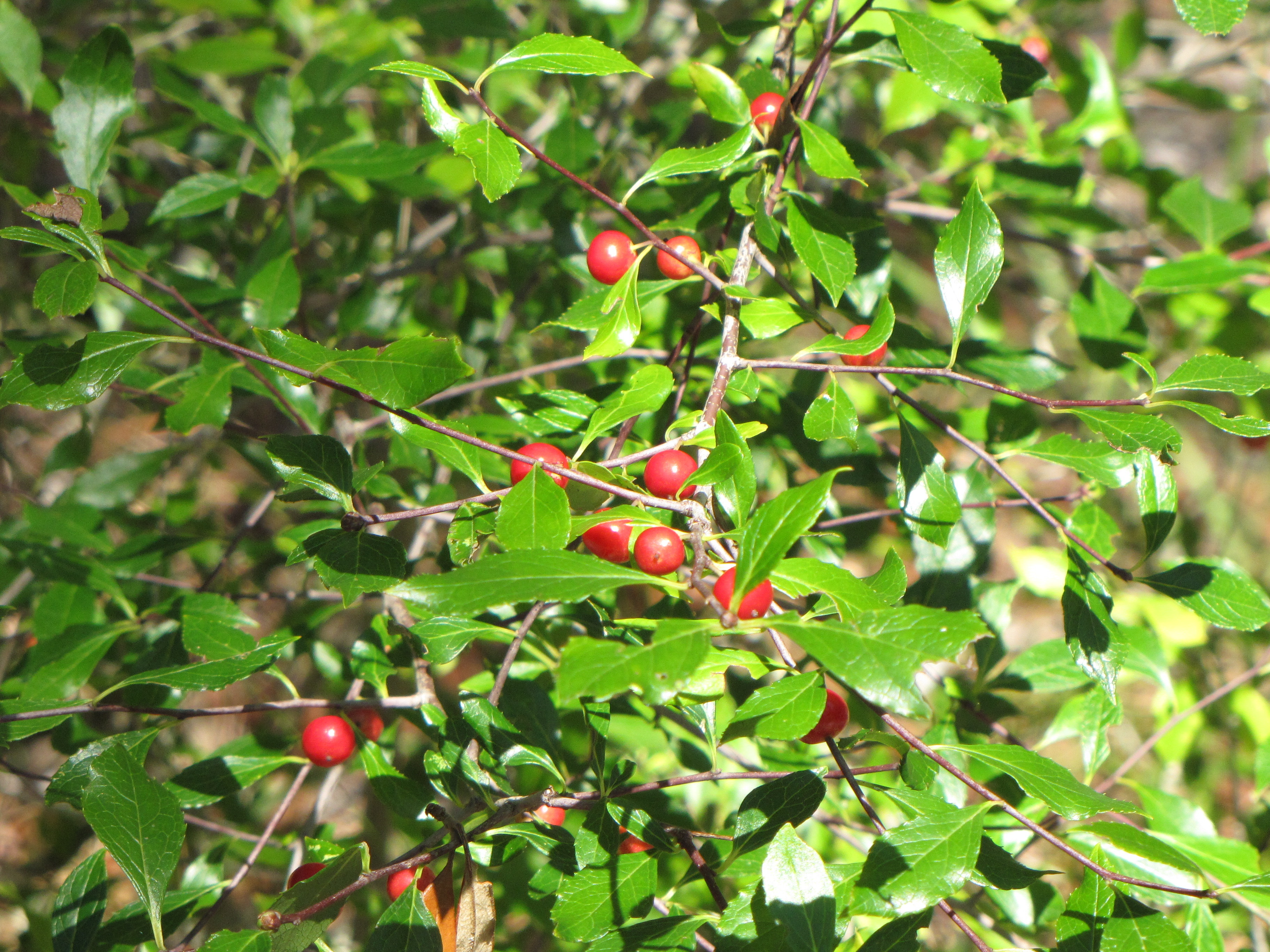 Cassine Holly (Ilex cassine) - PlantNative.org Cassine Holly (Ilex cassine) close-up