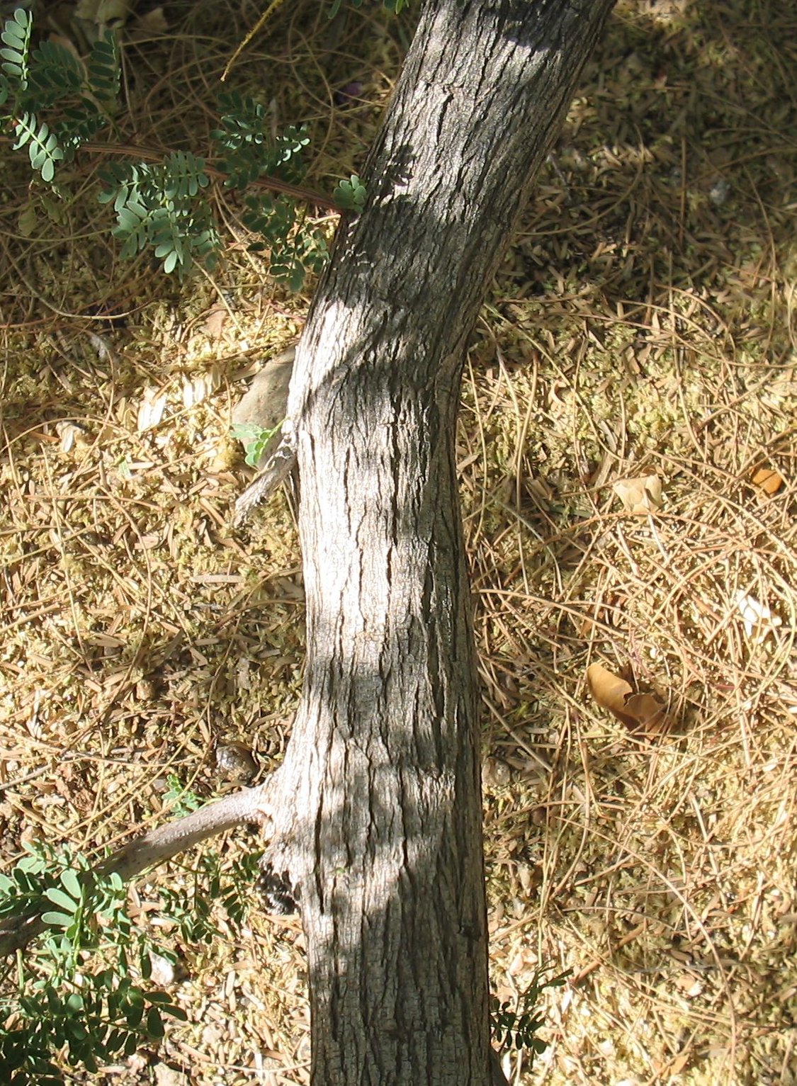 Catclaw Acacia (Acacia greggii) showing hooked thorns, feathery bipinnate leaves, and pale yellow flower spikes in desert Southwest