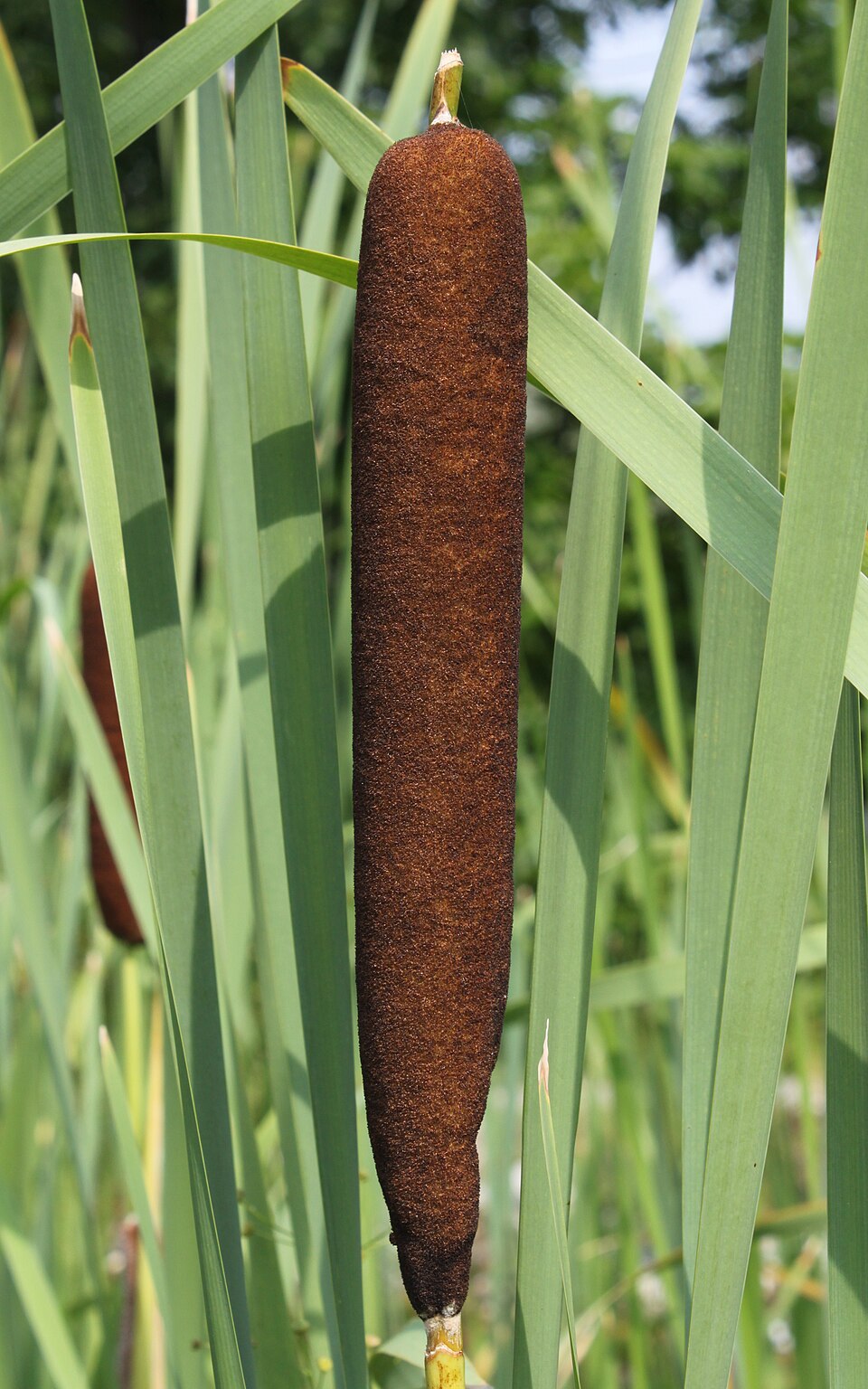 Cattail (Typha latifolia) - PlantNative.org Cattail (Typha latifolia) close-up showing the characteristic brown flower spike and tall linear leaves